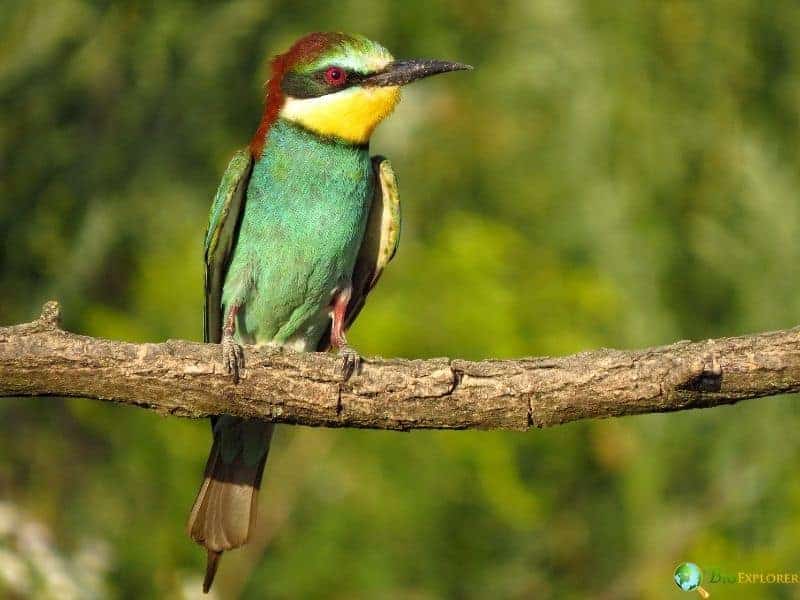 European bee-eater perched on a branch showing turquoise blue body, golden yellow throat, and chestnut wings