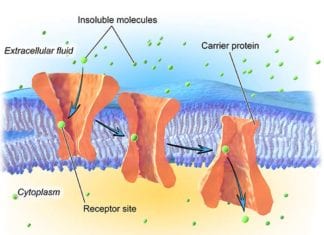 What Is Facilitated Diffusion & Their Importance, Experiments, and Examples?