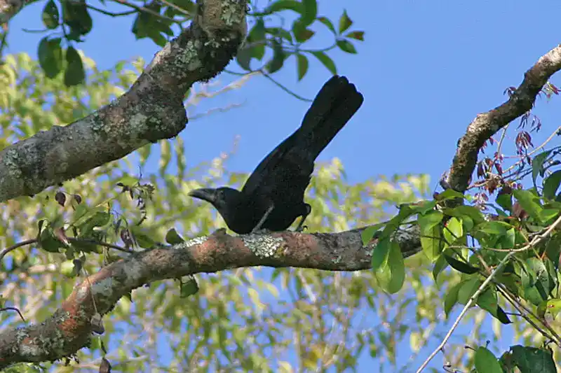 Flores Crow ready to take off from a tree branch.