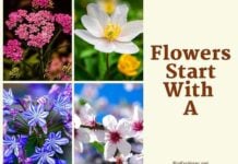 Flowers That Start with A