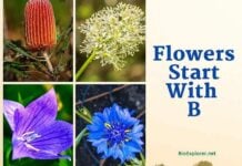 Flowers Starting with B