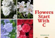 Flowers Starting with C