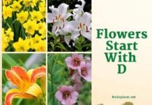 Flowers Starting with D