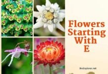 Flowers Starting with E