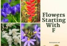 Flowers Starting with F