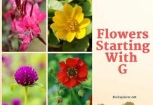 Flowers Starting with G
