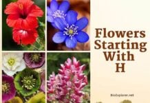 Flowers Starting with H