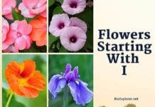 Flowers Starting with I