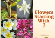 Flowers Starting with J