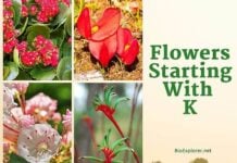 Flowers Starting with K