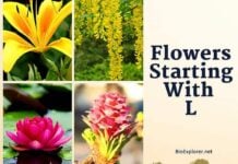 Flowers Starting with L