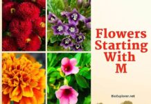 Flowers Starting with M