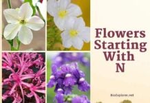 Flowers Starting with N