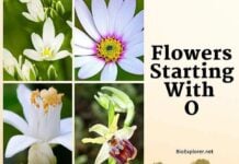 Flowers Starting with O