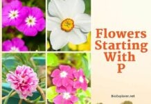 Flowers Starting with P