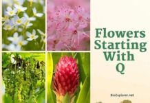 Flowers Starting with Q