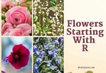Flowers Starting with R