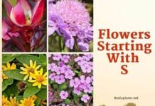 Flowers Starting with S