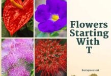 Flowers Starting with T