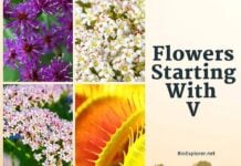 Flowers That Start with V