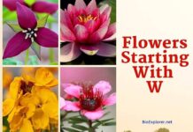Flowers That Start with W