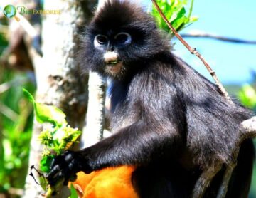 François’ Langur