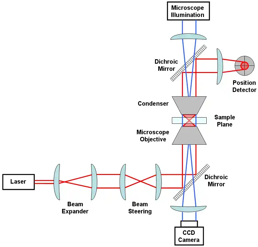 Optical tweezers diagram showing a focused laser trapping a microscopic bead for force measurement