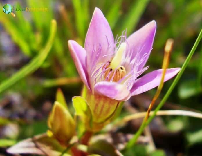 Order Gentianales Characteristics | Gentian Flowers | BioExplorer