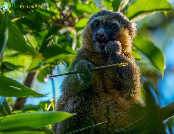 Golden Bamboo Lemur