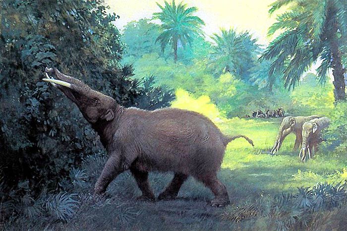 Gomphotherium Gomphotherium