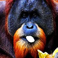 Great Apes
