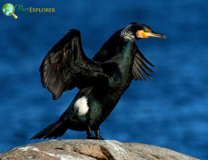 Great Cormorant