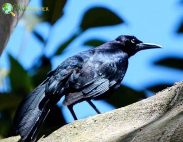 Great-tailed Grackle