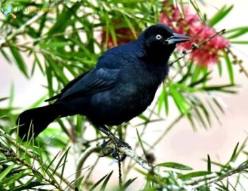 Greater Antillean Grackle