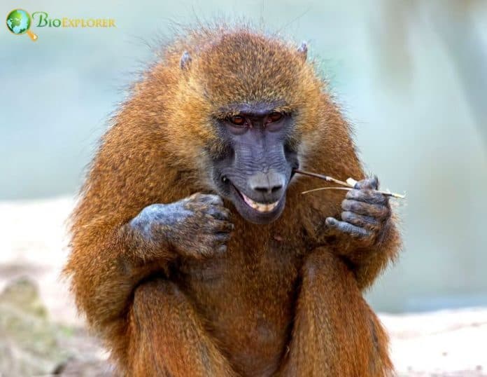 Guinea Baboon Characteristics | Papio Papio Facts | BioExplorer
