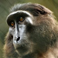 Heck's Macaque