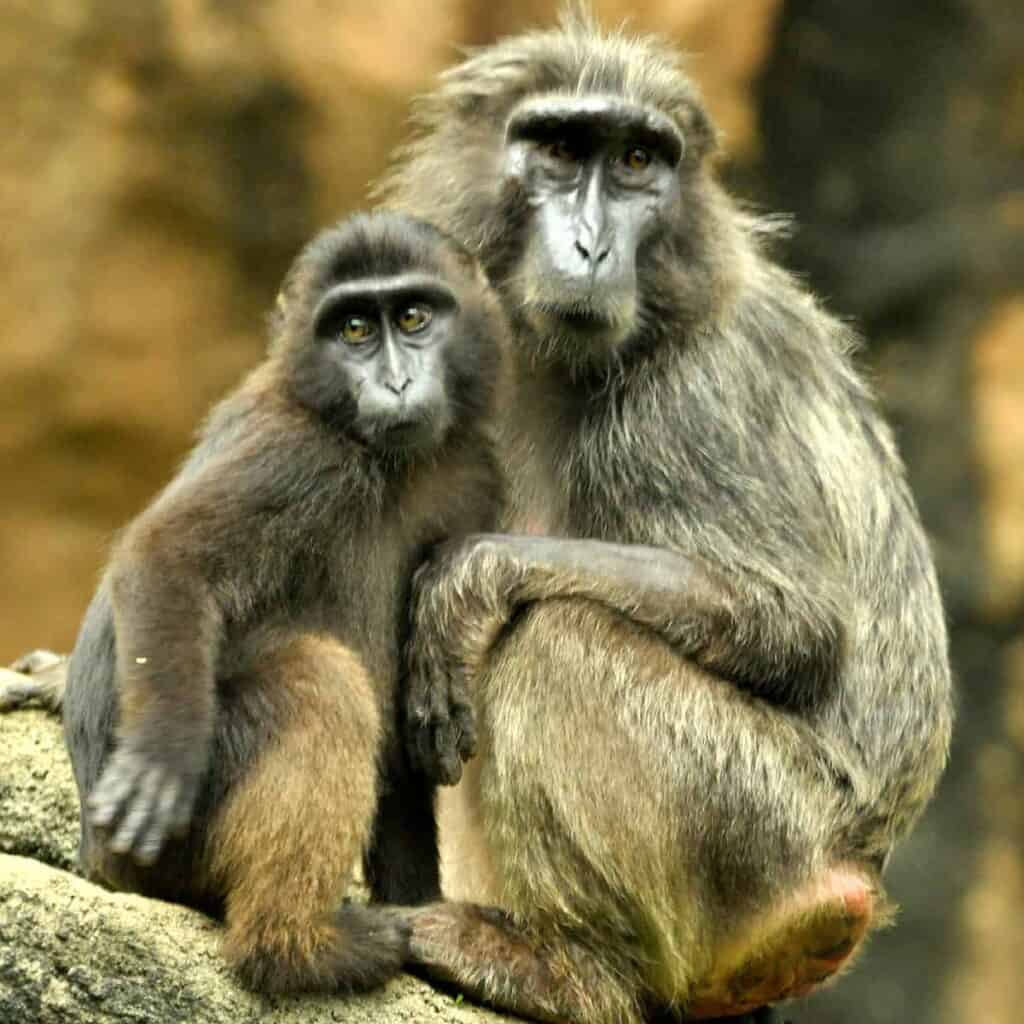 Heck's macaques resting on a tree branch, showing adult and younger macaque behavior