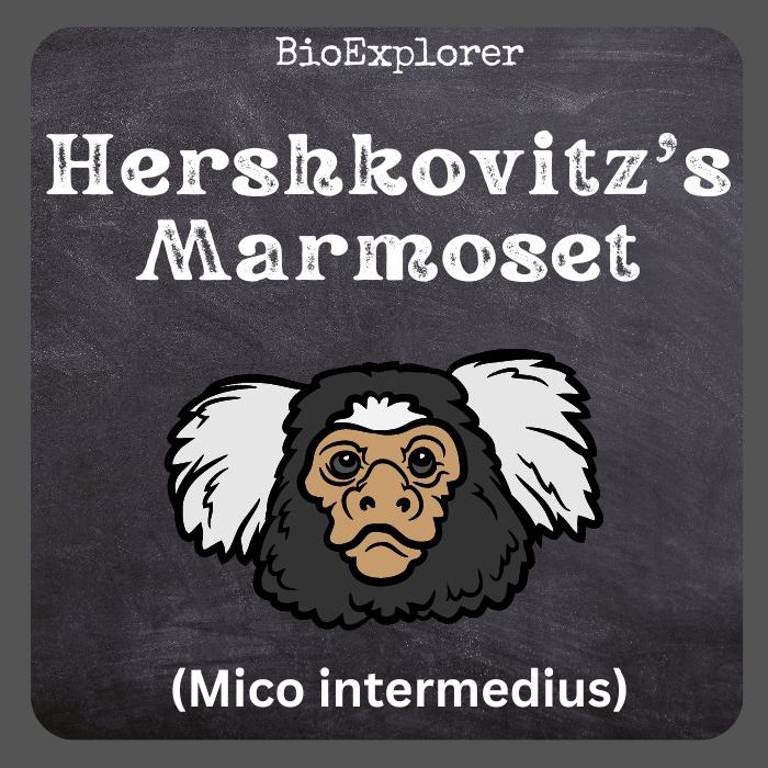 Hershkovitz’s Marmoset