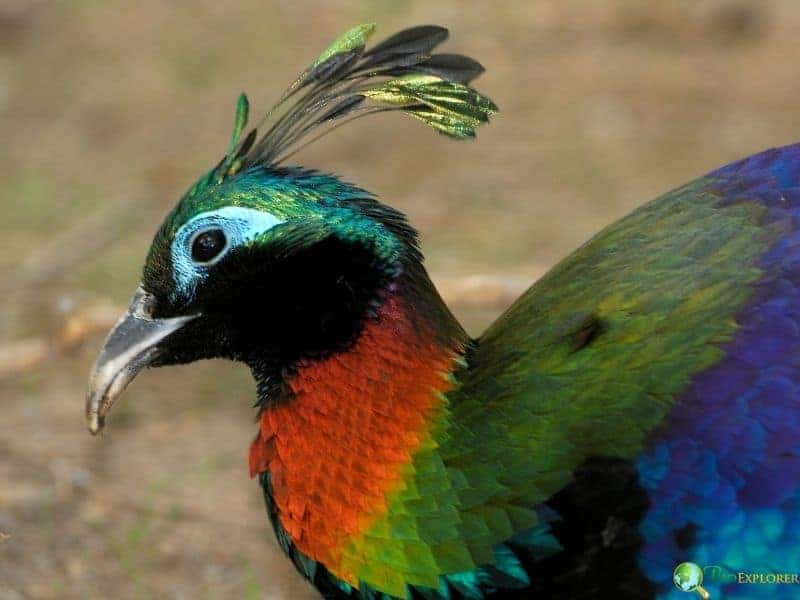 Himalayan monal pheasant displaying iridescent green head, copper red chest, and metallic blue feathers