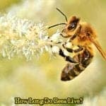 How Long Do Bees Live?