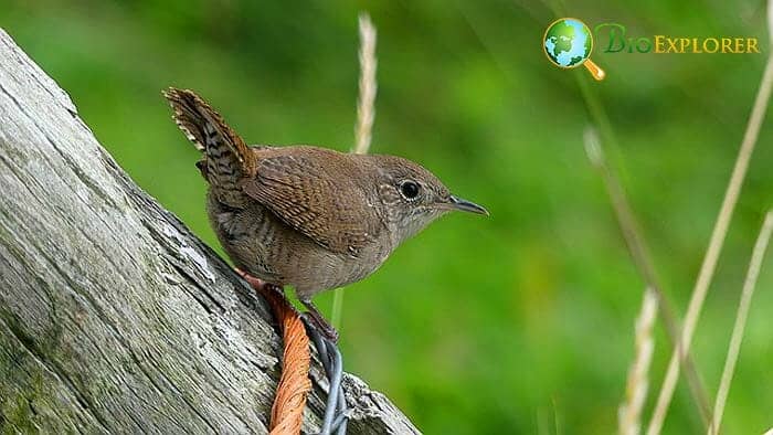 How Do Young Wrens Obtain Their Nutrients To Meet Their Daily Energy Needs? How Do Young Wrens Obtain Their Nutrients To Meet Their Daily Energy Needs?
