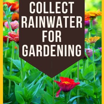 How To Collect Rainwater For Gardening?