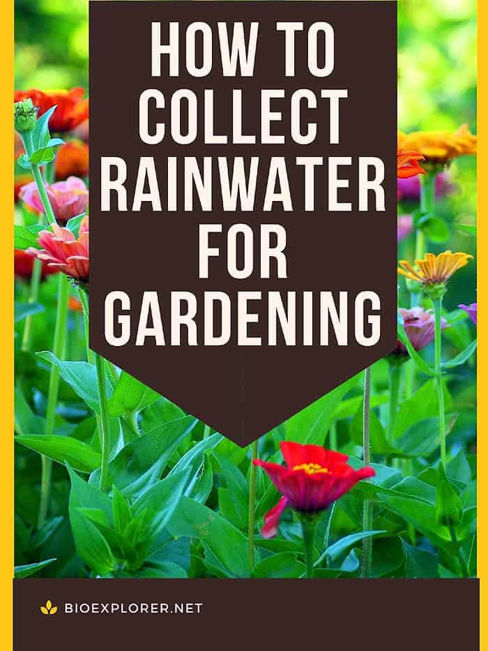 How To Collect Rainwater For Gardening?