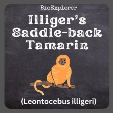 Illiger’s Saddle-Back Tamarin