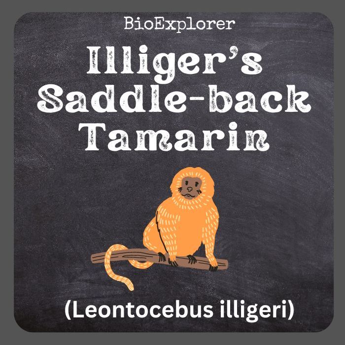 Illiger’s Saddle-Back Tamarin