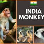 India Monkeys