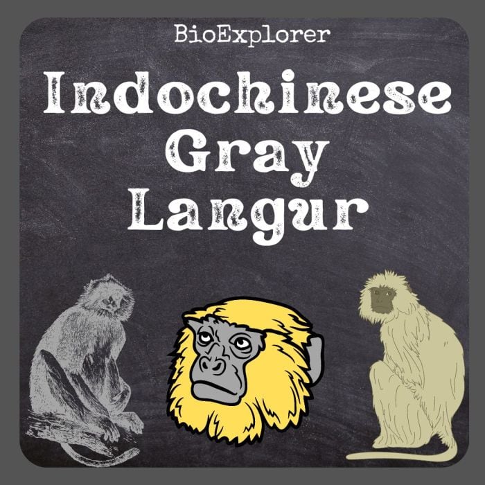Indochinese Grey Langur
