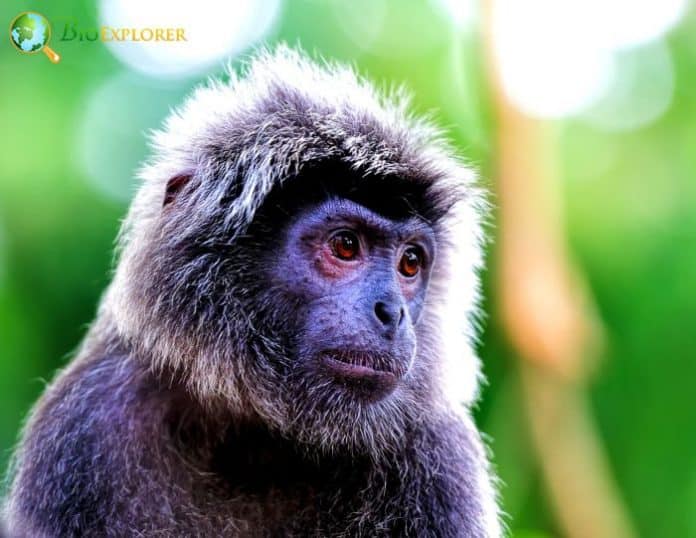Java Leaf Mankey Javan Surili Characteristics | Presbytis Comata Facts | BioExplorer