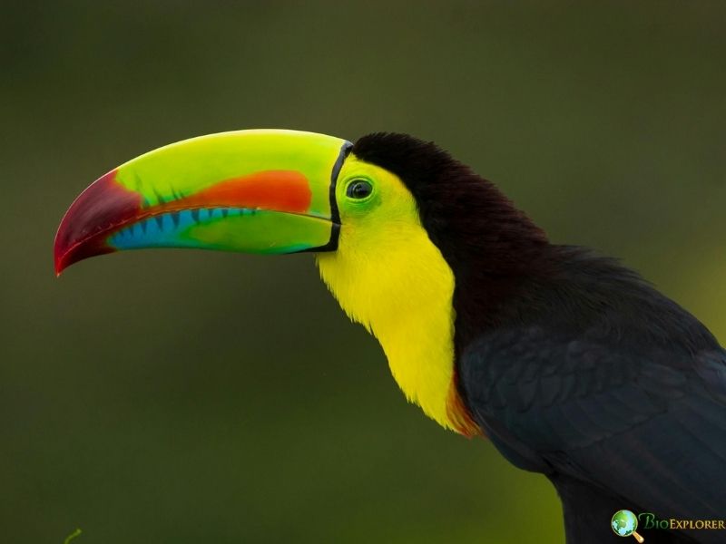 Keel-billed toucan with large multicolored bill featuring green, yellow, red, and blue markings