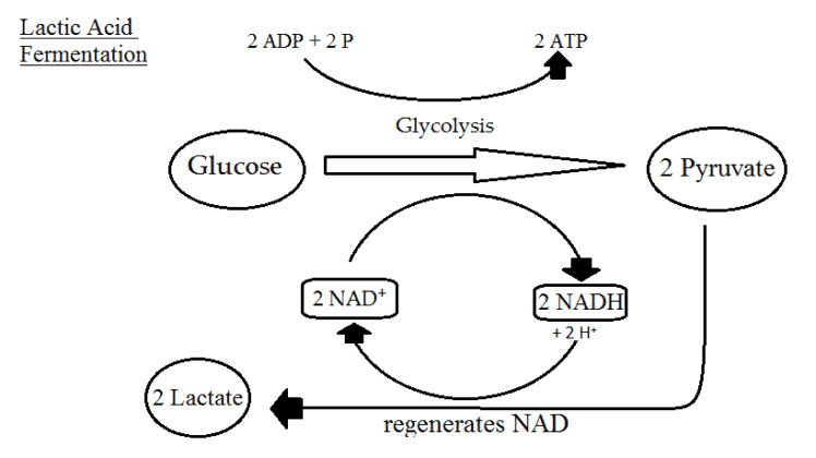 Lactic Acid Function Cellular Respiration Equation, Types, Stages, Products & Diagrams